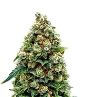Jack Herer (Green House Seeds)
