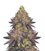 Buy Watermelon Z feminized seeds by Barney's Farm Watermelon Z (Barney's Farm)