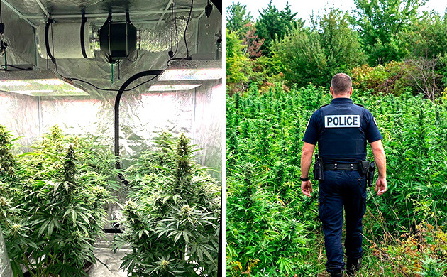 Tips And Tricks For Stealthy Growing cannabis micro grow