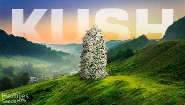 Top 10 Kush Strains