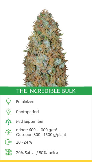 The Incredible Bulk