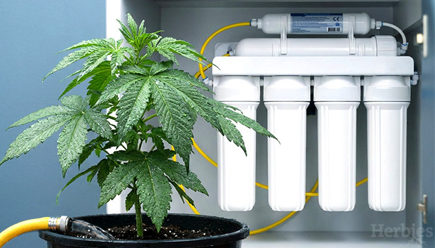 Tout sur la culture du cannabis avec de l'eau osmosée tout sur la culture du cannabis avec de l'eau osmosée