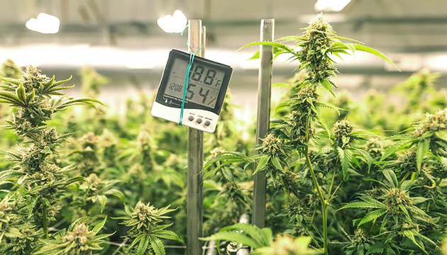 Ideal temperature for growing weed