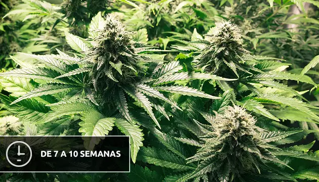crecimiento acelerado