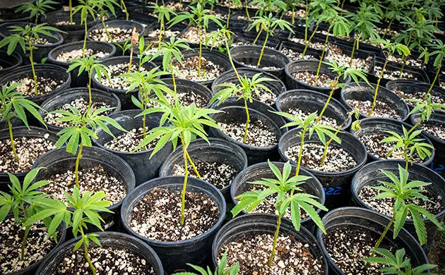 why do people clone autoflowers