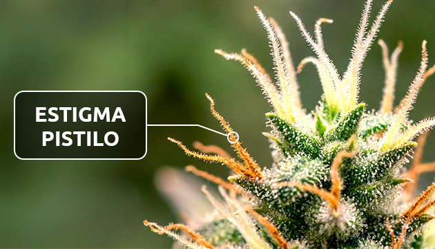 El estigma flor marihuana