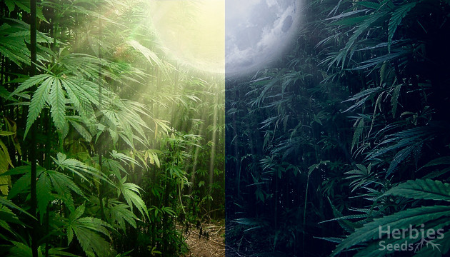 lumière pour cannabis