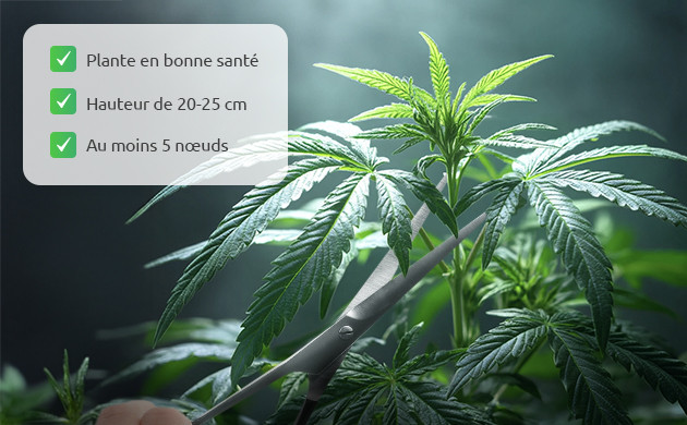 quand faut-il eteter un plant de cannabis