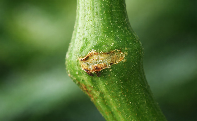 super cropping help the wounds heal