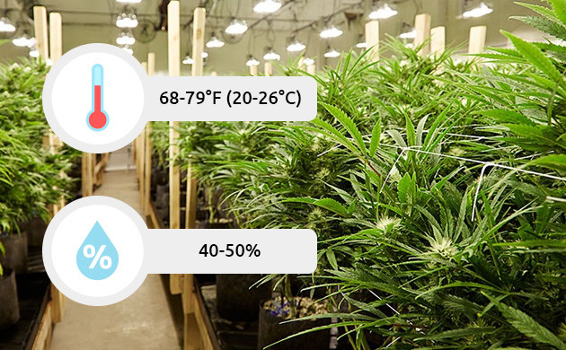 cannabis plants produce resinous trichomes