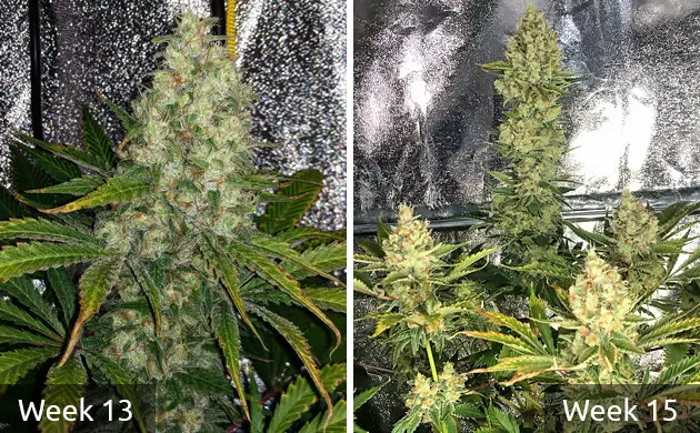 Do-Si-Dos OG on flowering