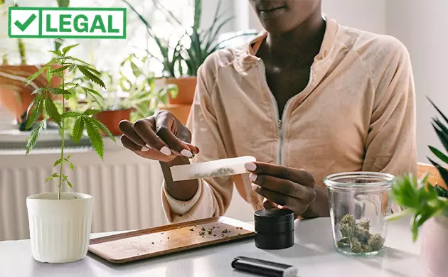 Autocultivo de cannabis en España: ¿cuáles son las leyes?