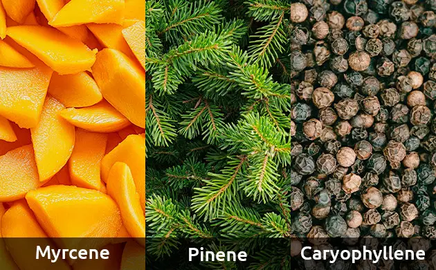 terpene profile