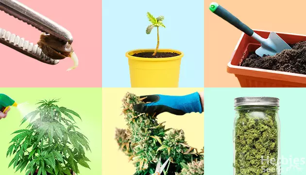 growing guide: all you need to know