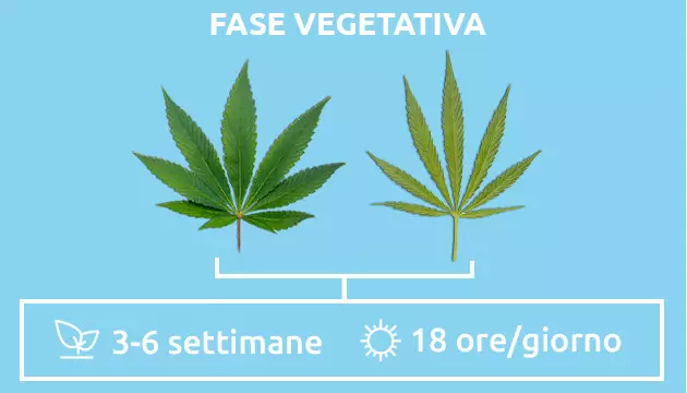 sativa vs indica – fase vegetativa