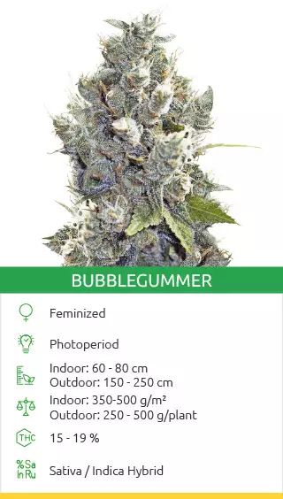 buy top quality cannabis seeds
