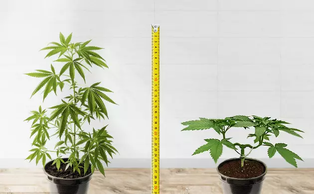 cannabis mainlining