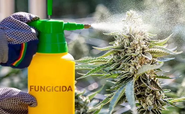 como recuperar marihuana con moho