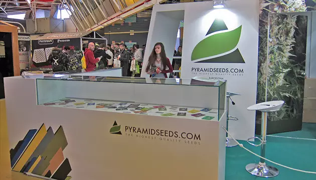 Pyramid Seeds feminized
