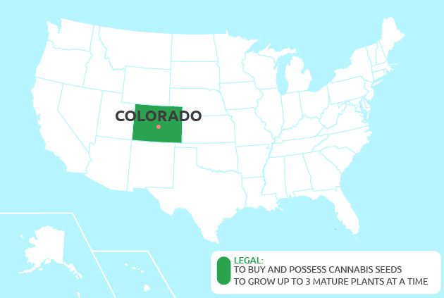 cannabis seeds in Colorado