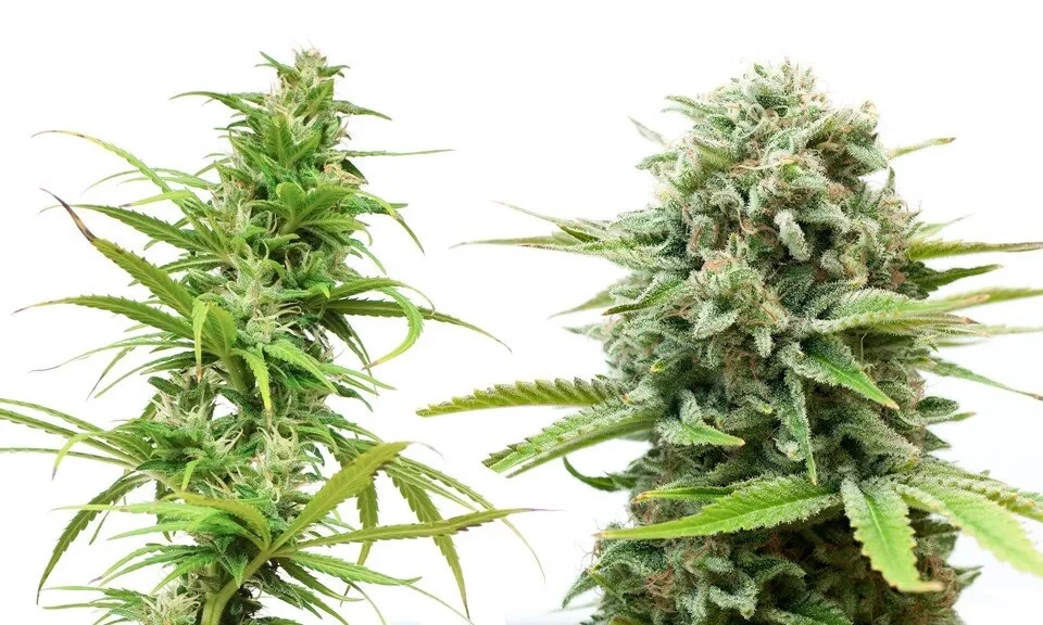 cannabis indica vs cannabis sativa