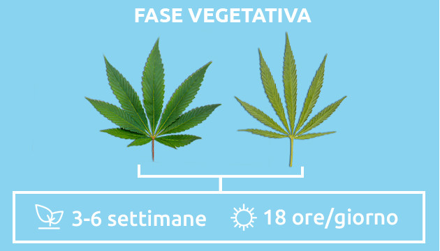 sativa vs indica – fase vegetativa