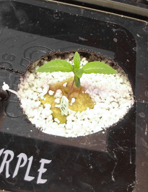 purple punch cookies germinate