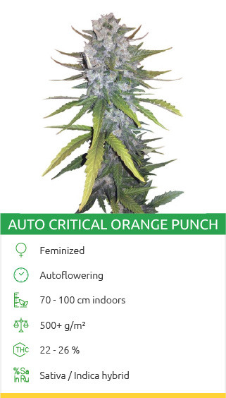 Auto Critical Orange Punch