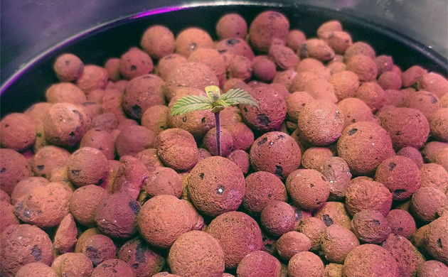 Germination de Gorilla Glue Auto