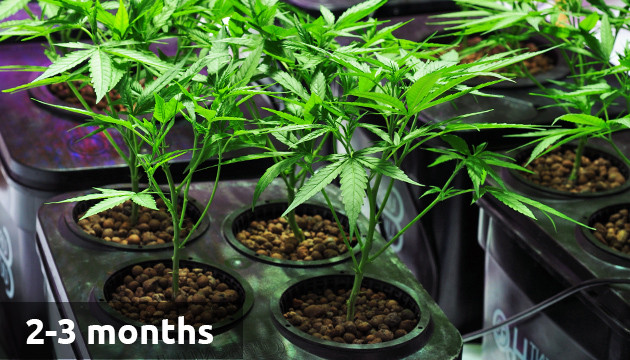 how long does it take to grow a weed plant