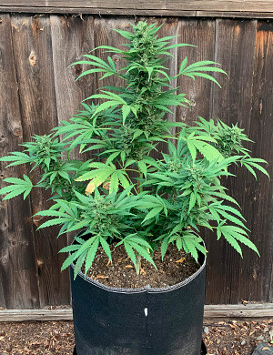 Monster Bruce Banner week 11 grow report