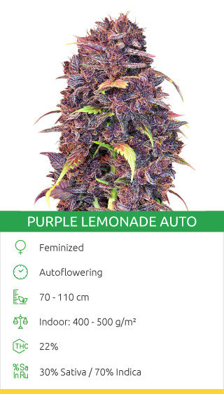 Variété Purple Lemonade Auto