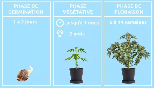les etapes de maturite