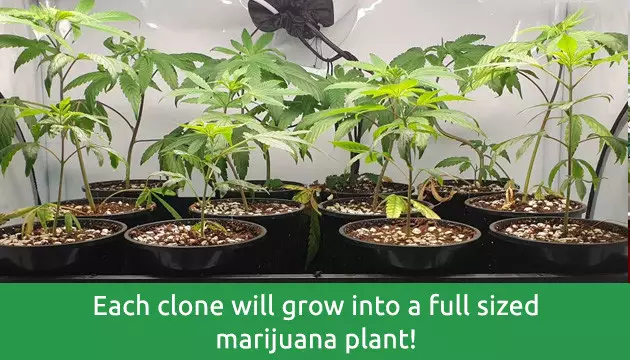 how to clone autoflowering cannabis