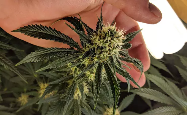 Growing Lemon Haze