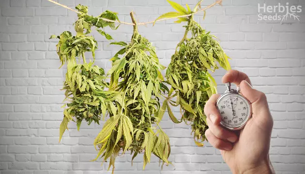 Asciuga velocemente la tua cannabis