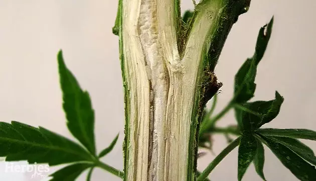 what to do with weed stems