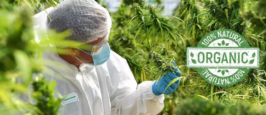 Expert Seeds feminisiert