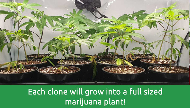 how to clone autoflowering cannabis