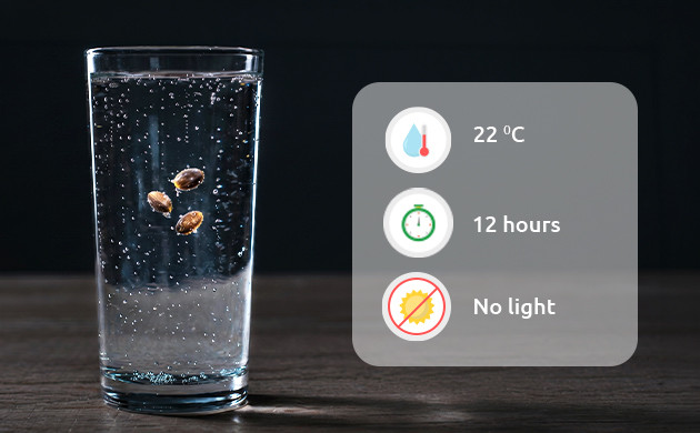 pre soaking old cannabis seeds