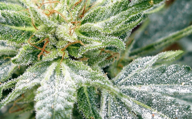 Albino Weed And Other Reasons Behind The White Color Of Your Cannabis ...