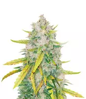 LSD Feminized Seeds by Barney's Farm For Sale LSD (Barney's Farm)