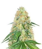OG Kush Fast Version (Herbies Seeds)