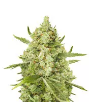 Venta de Super Lemon Haze (GHS) | Semillas de marihuana feminizadas Super Lemon Haze (GHS)