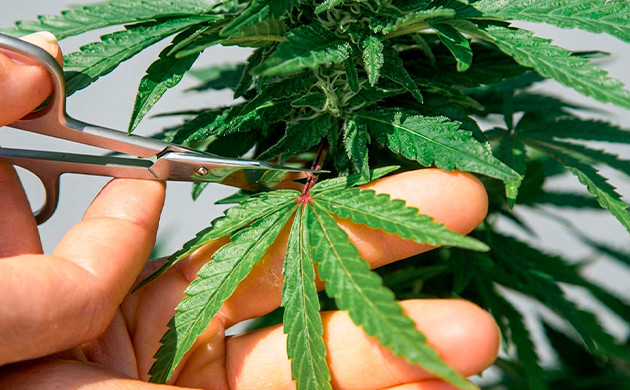 Mimosa x Orange Punch Strain Review and Growing Tips Mimosa x Orange Punch Grow Diary