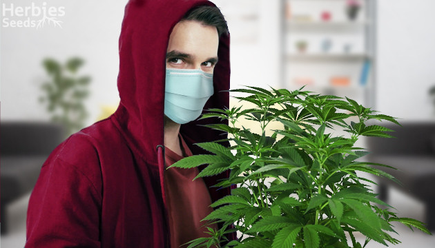 5 reasons to start growing cannabis during quarantine
