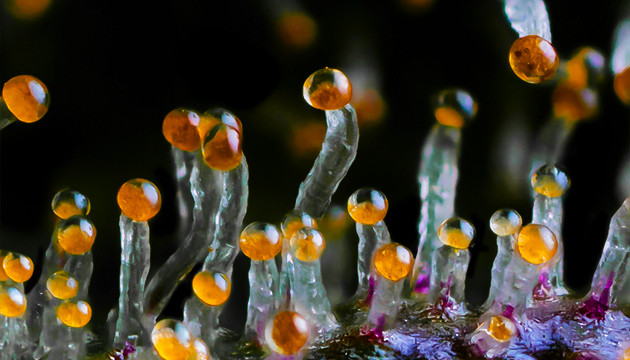 Amber-Trichomes__MA6jA6RLdKxIQICG.jpg