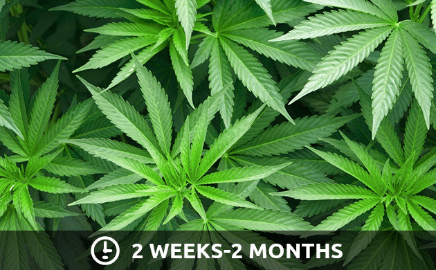 Vegetative stage of cannabis