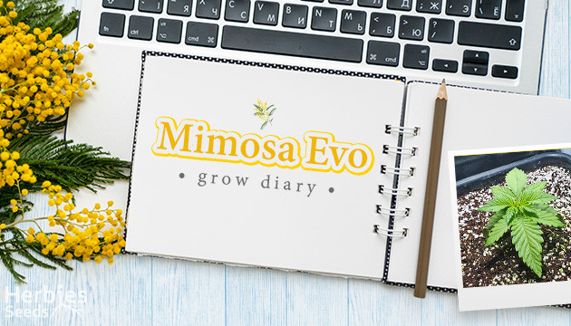 Mimosa Evo Grow Diary