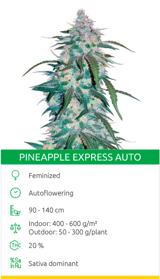 Pineapple Express Auto strain seeds